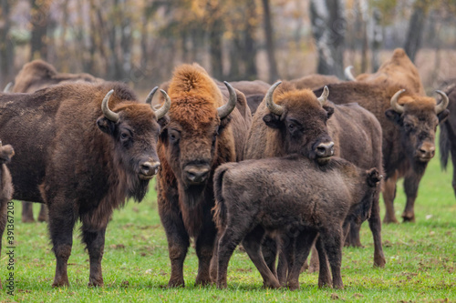 impressive giant wild bison grazing peacefully in the autumn scenery
