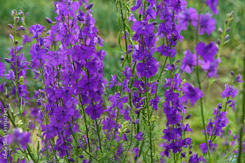 Close-up many bright purple flowers of Delphinium ajacis. photo