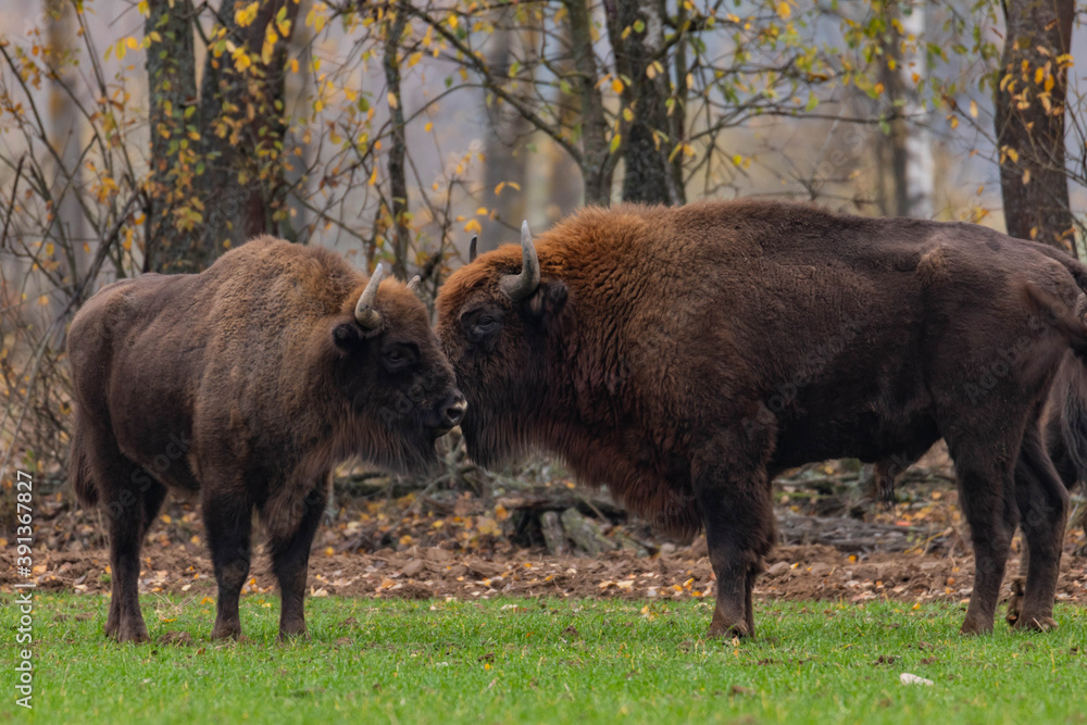 impressive giant wild bison grazing peacefully in the autumn scenery
impressive giant wild bison grazing peacefully in the autumn scenery
