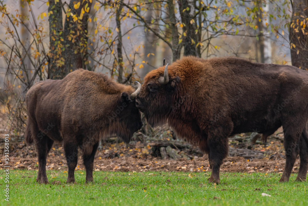 
impressive giant wild bison grazing peacefully in the autumn scenery