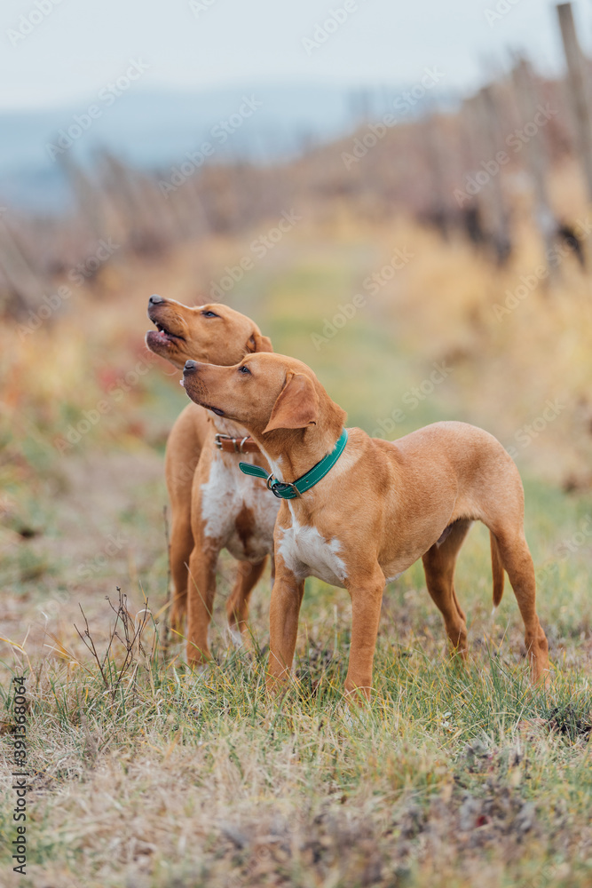 Rescued Hunting Dogs Rescued Hunting Dogs