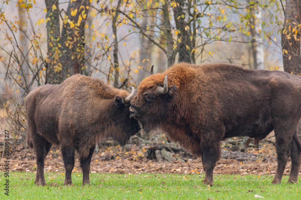 
impressive giant wild bison grazing peacefully in the autumn scenery