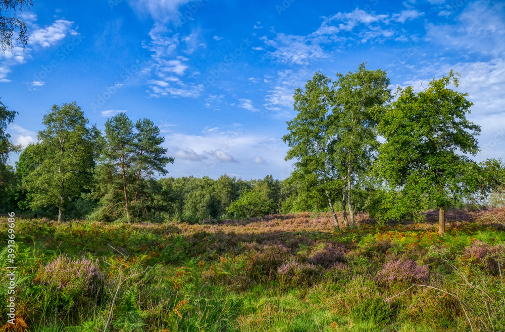 Blühende Landschaft der Wahner Heide bei Troisdorf Blühende Landschaft der Wahner Heide bei Troisdorf