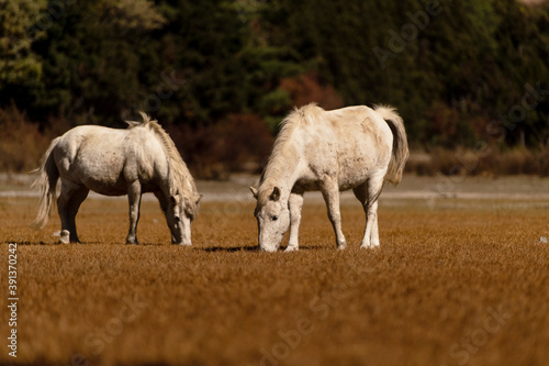 Two white horses grazing in Himalaya's farmland on a sunny day