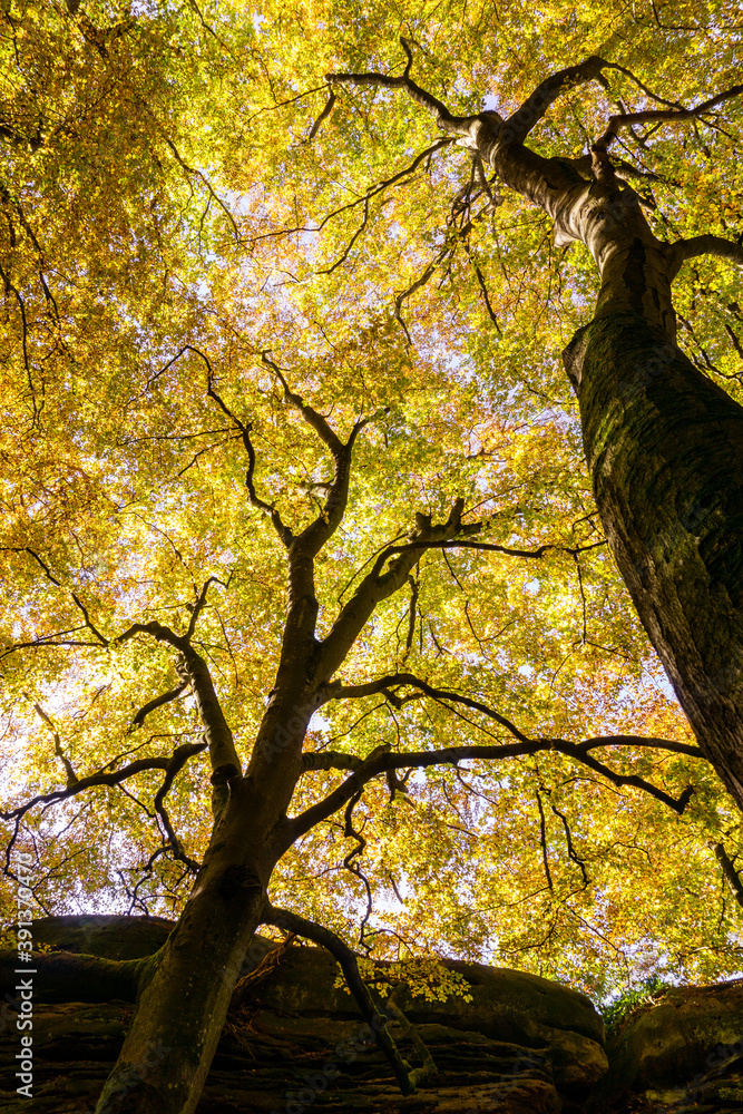 Fototapeta premium Looking up in a roof of golden leaves in autumn forest
