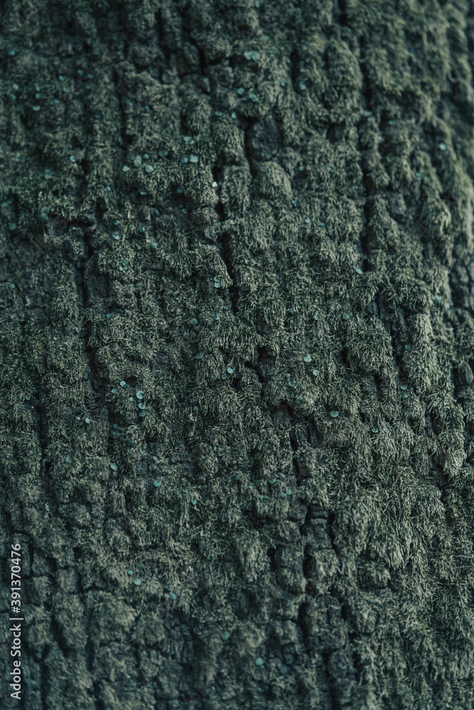 moss texture moss texture