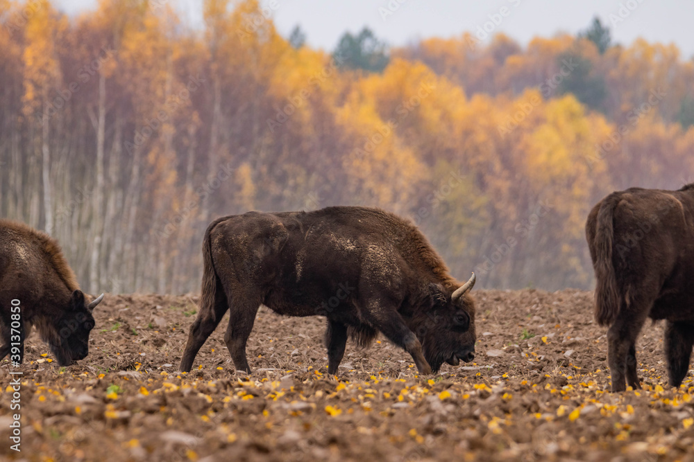 impressive giant wild bison grazing peacefully in the autumn scenery
impressive giant wild bison grazing peacefully in the autumn scenery