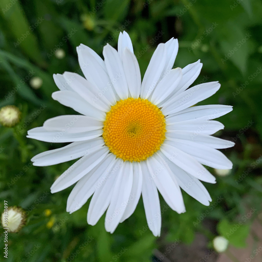 Obraz premium white daisy flower