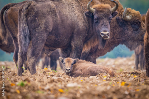  impressive giant wild bison grazing peacefully in the autumn scenery