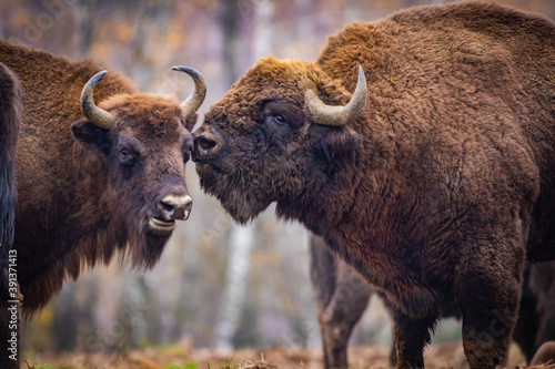  impressive giant wild bison grazing peacefully in the autumn scenery