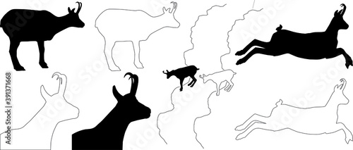 silhouette and outline of Alpine Chamois (Rupicapra rupicapra), vector on white background	