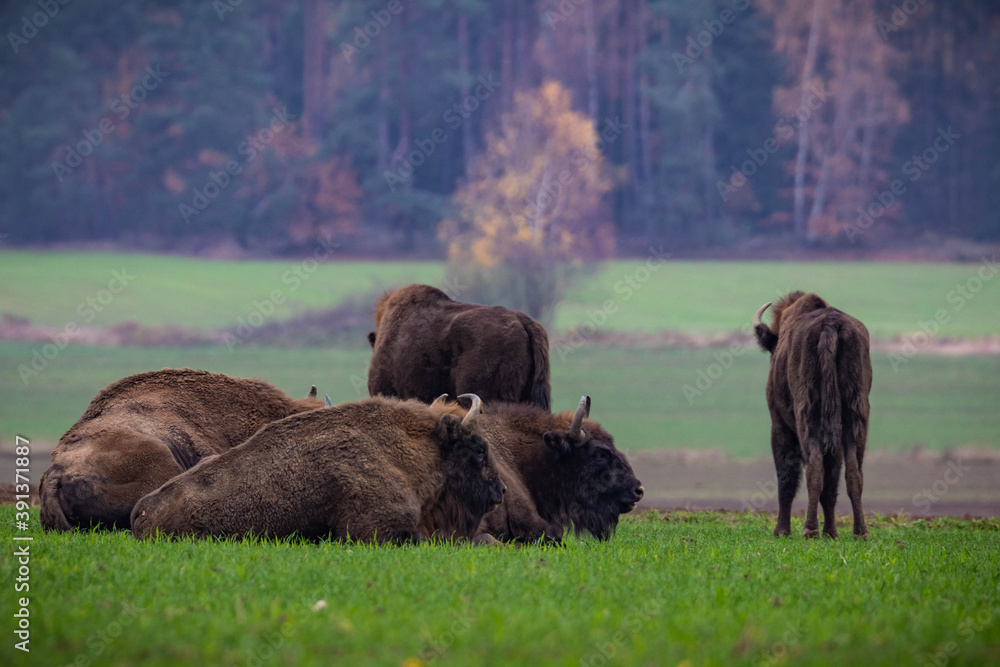 impressive giant wild bison grazing peacefully in the autumn scenery
impressive giant wild bison grazing peacefully in the autumn scenery