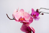 Pink beautiful phalaenopsis orchid flower