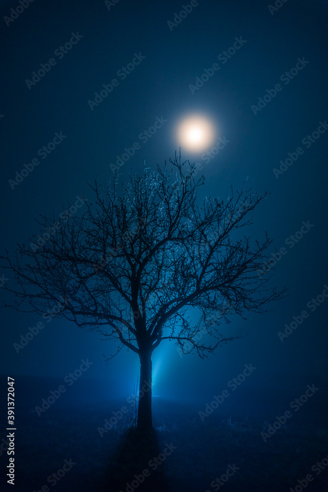 Winter tree in magical blue atmosphere with fog an moon shine Winter tree in magical blue atmosphere with fog an moon shine