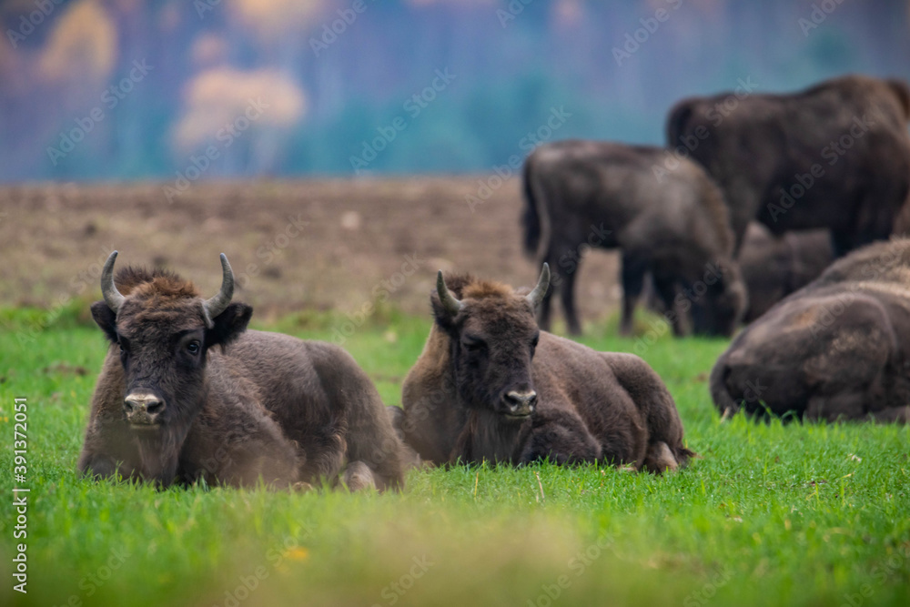 impressive giant wild bison grazing peacefully in the autumn scenery
impressive giant wild bison grazing peacefully in the autumn scenery