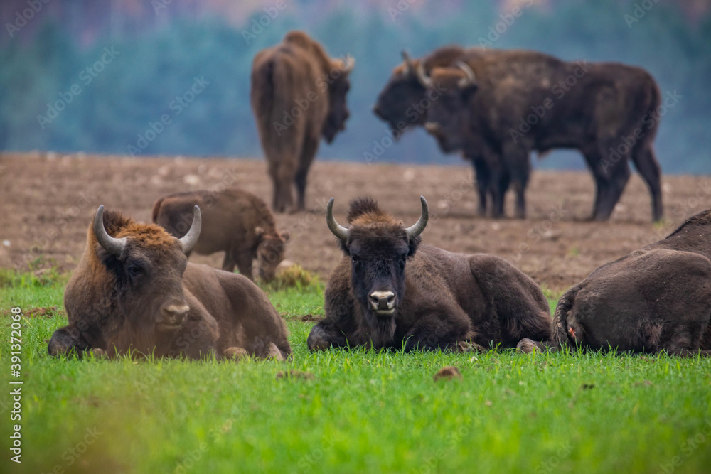 impressive giant wild bison grazing peacefully in the autumn scenery
impressive giant wild bison grazing peacefully in the autumn scenery
