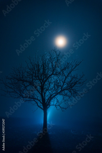 Winter tree in magical blue atmosphere with fog an moon shine © Sebastian