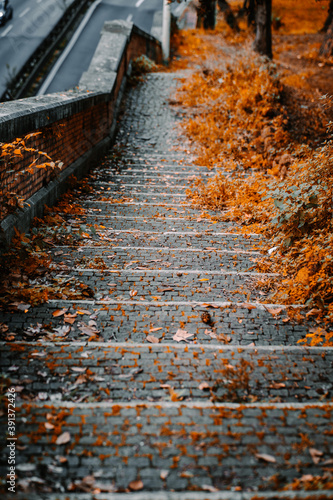 autumn leaves on the street