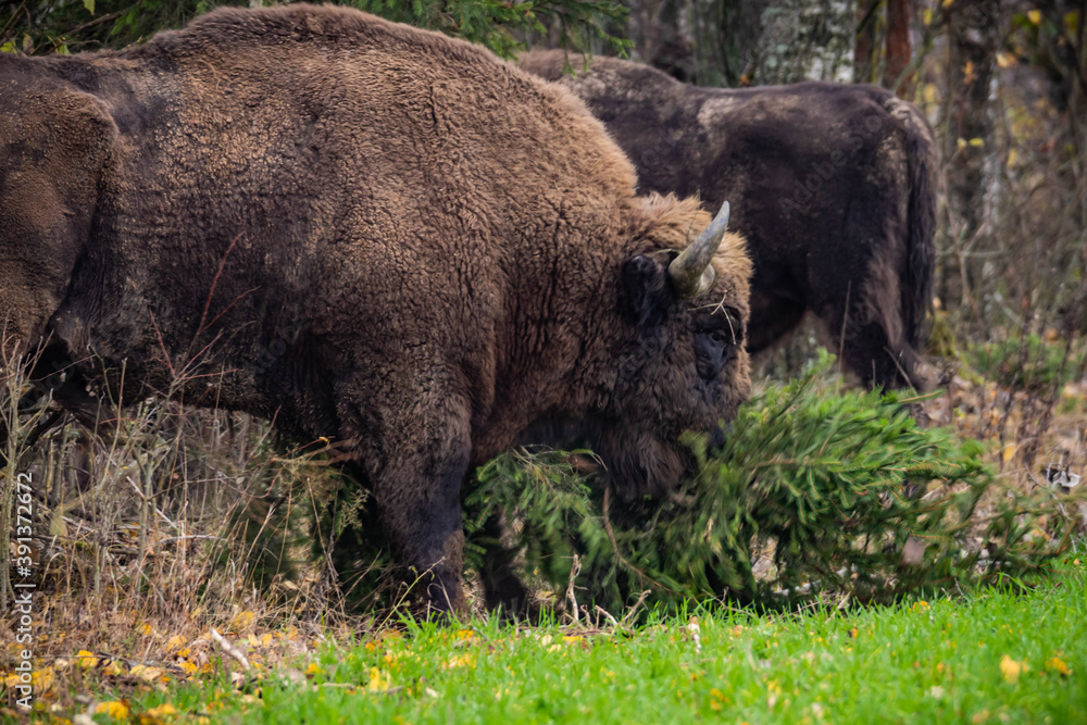 impressive giant wild bison grazing peacefully in the autumn scenery
impressive giant wild bison grazing peacefully in the autumn scenery