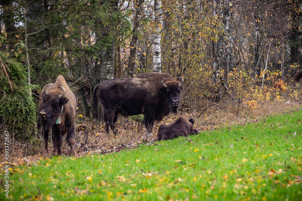 impressive giant wild bison grazing peacefully in the autumn scenery
impressive giant wild bison grazing peacefully in the autumn scenery