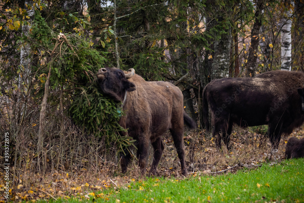impressive giant wild bison grazing peacefully in the autumn scenery
impressive giant wild bison grazing peacefully in the autumn scenery