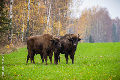  impressive giant wild bison grazing peacefully in the autumn scenery