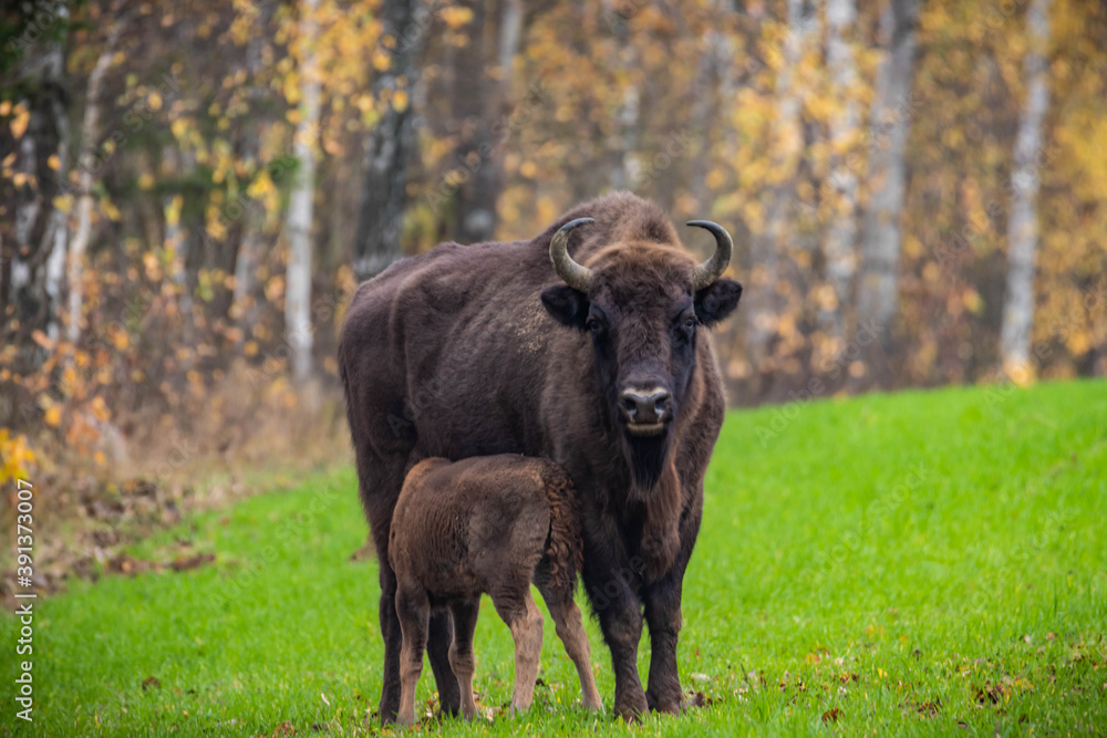 impressive giant wild bison grazing peacefully in the autumn scenery
impressive giant wild bison grazing peacefully in the autumn scenery