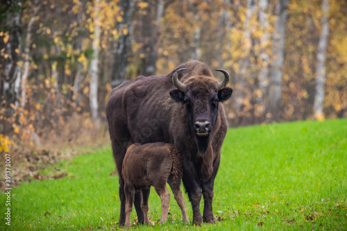  impressive giant wild bison grazing peacefully in the autumn scenery
