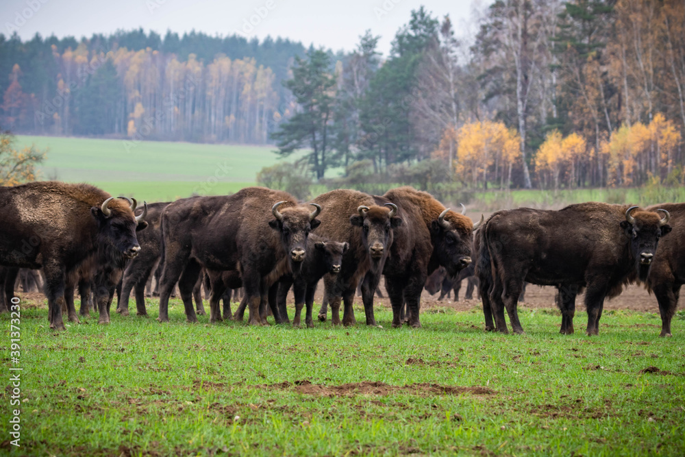 impressive giant wild bison grazing peacefully in the autumn scenery
impressive giant wild bison grazing peacefully in the autumn scenery