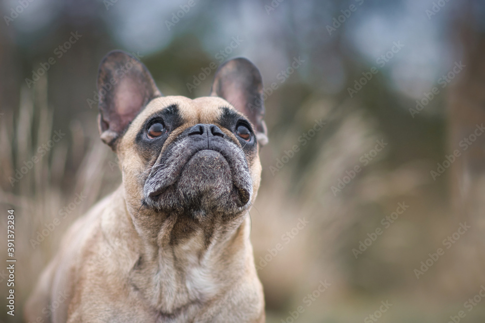 Fawn French Bulldog dog looking up in front of blurry background with dried plants