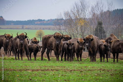  impressive giant wild bison grazing peacefully in the autumn scenery © Magdalena