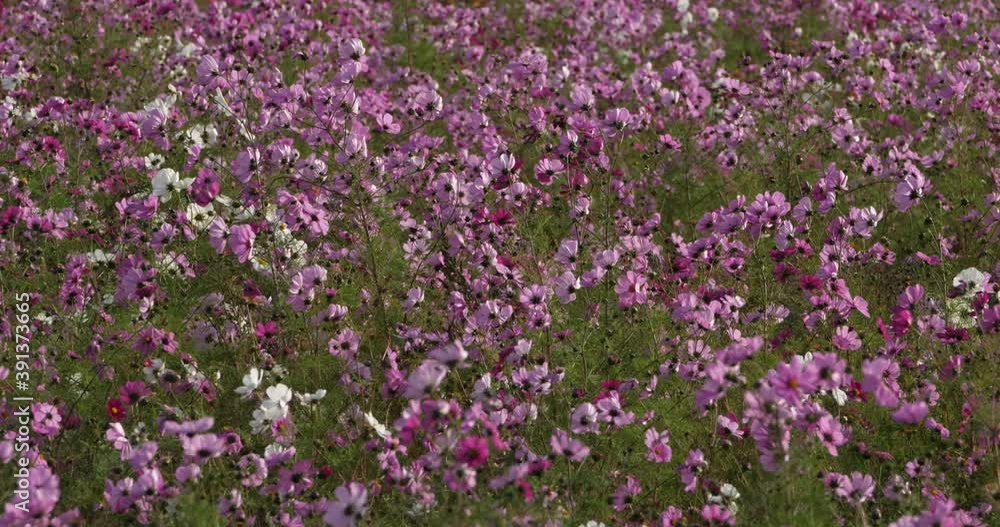 Cosmos bipinnatus commonly called the garden cosmos or Mexican aster. Cosmos bipinnatus commonly called the garden cosmos or Mexican aster.