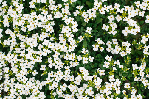 Carpet of tiny white flowers photo