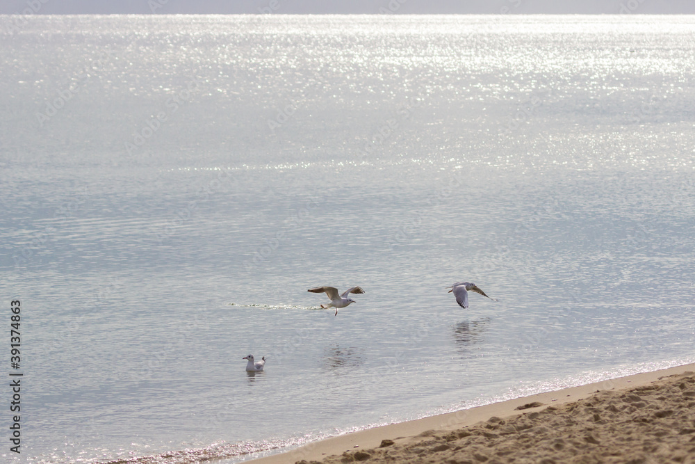 Seagulls soar over the sea. Marine background. Free flight. Seagulls in the seascape. The wingspan of a seagull. Wildlife background. Sea birds. Seagulls soar over the sea. Marine background. Free flight. Seagulls in the seascape. The wingspan of a seagull. Wildlife background. Sea birds.