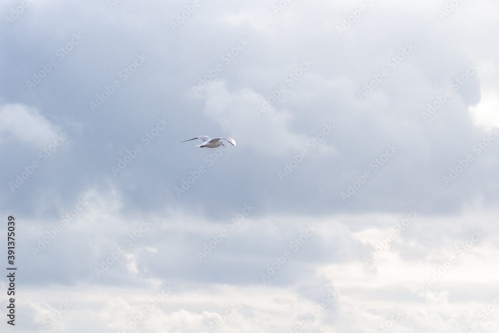 Seagulls soar over the sea. Marine background. Free flight. Seagulls in the seascape. The wingspan of a seagull. Wildlife background. Sea birds. Seagulls soar over the sea. Marine background. Free flight. Seagulls in the seascape. The wingspan of a seagull. Wildlife background. Sea birds.