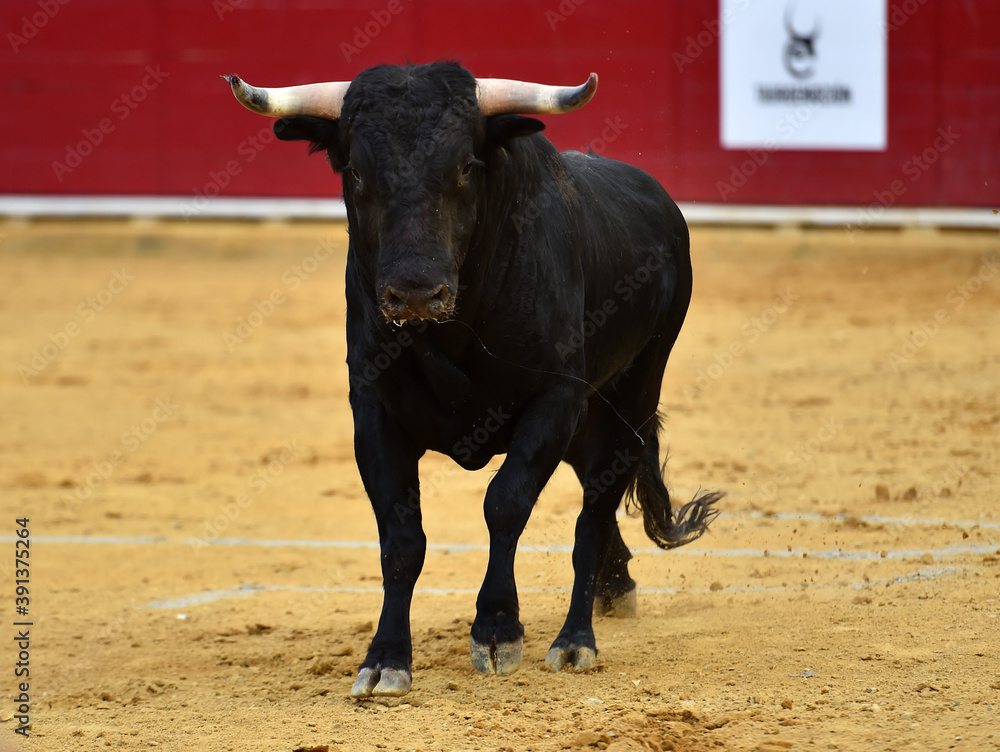 toro español corriendo en un tradicional espectaculo de toreo en una plaza de toros en españa toro español corriendo en un tradicional espectaculo de toreo en una plaza de toros en españa
