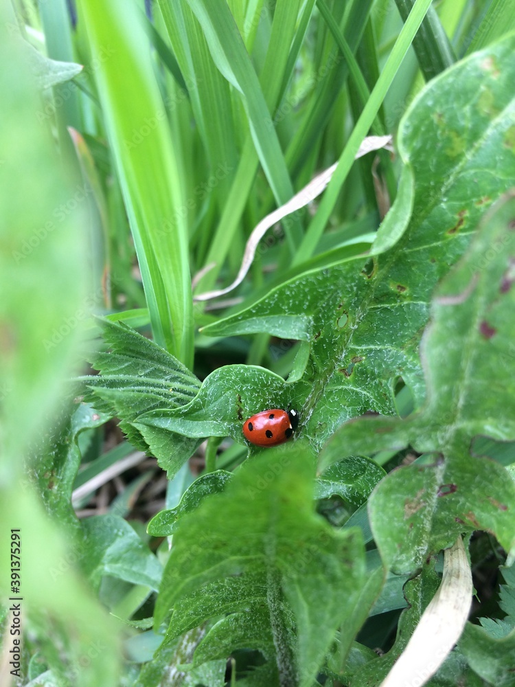 ladybug on leaf ladybug on leaf