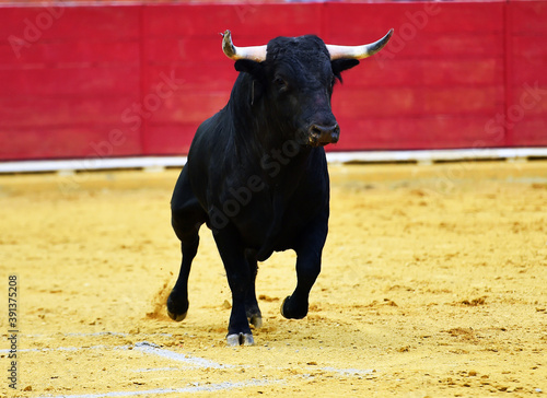 toro español corriendo en un tradicional espectaculo de toreo en una plaza de toros en españa