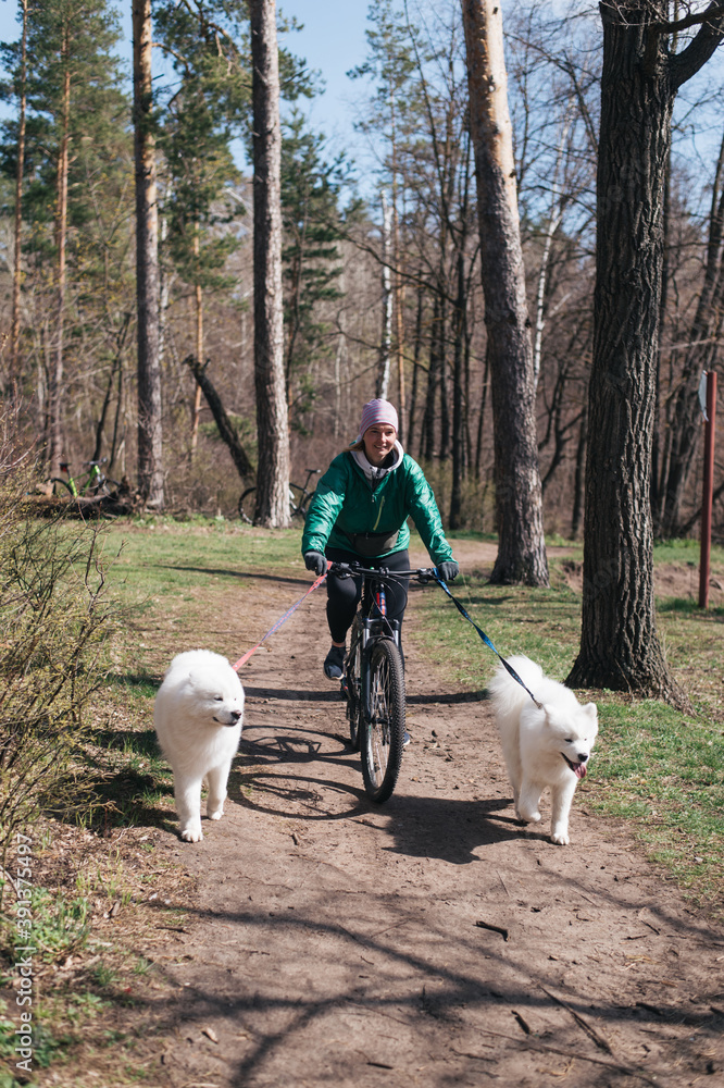 Young woman riding bicycle with two samoyed dogs in the park Young woman riding bicycle with two samoyed dogs in the park