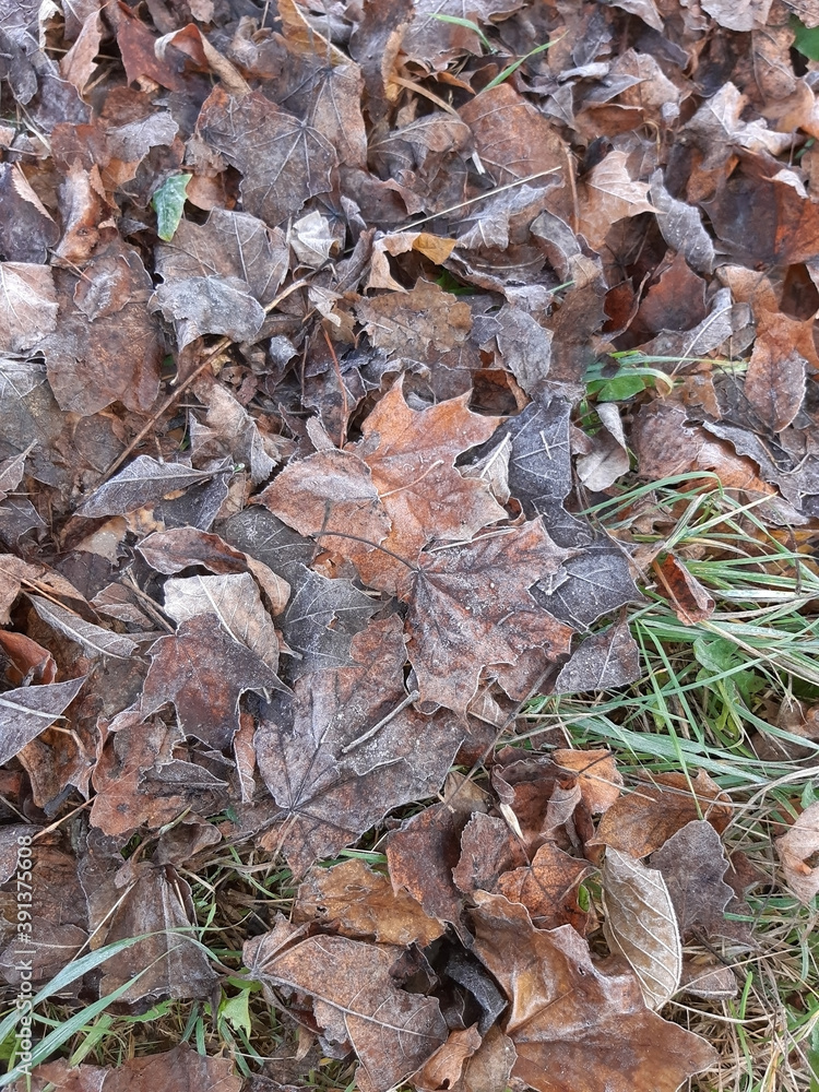Autumn frost on the grass and fallen leaves of maple and ash Autumn frost on the grass and fallen leaves of maple and ash