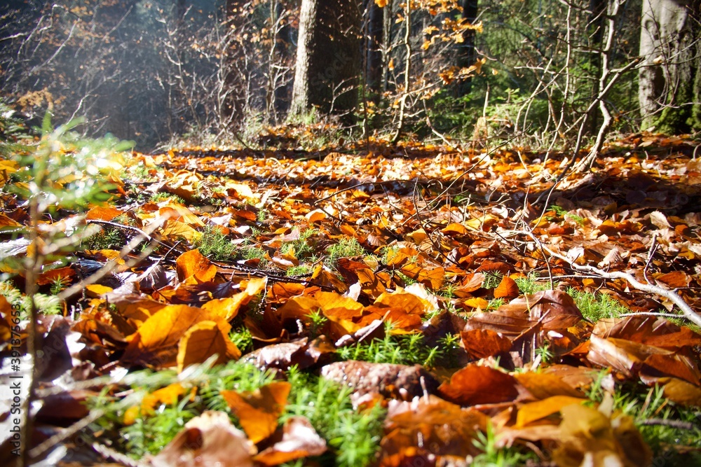Fallen leaves in autumn in the forest in the mountains Fallen leaves in autumn in the forest in the mountains