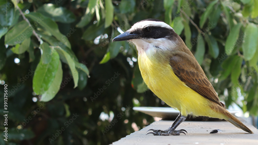 Fototapeta premium spotted woodpecker