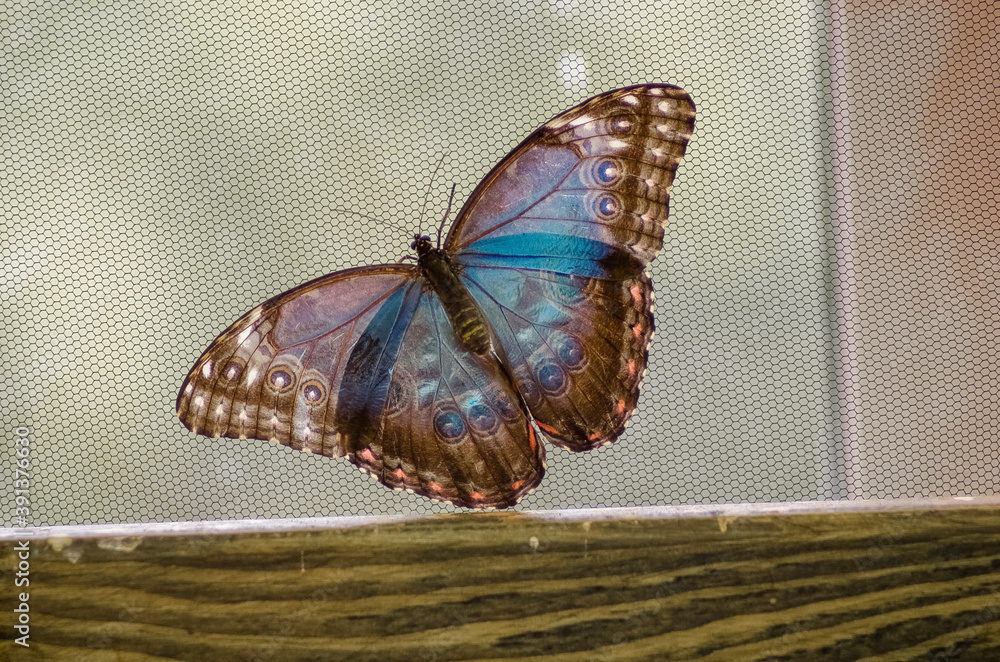 Piękny duży niebieski motyl z rozpostartymi skrzydłami - obrazy, fototapety, plakaty 