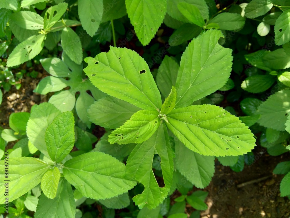 Sida rhombifolia (arrowleaf sida, Malva rhombifolia, rhombus-leaved sida, Paddy's lucerne, jelly leaf, Cuban jute, Queensland-hemp, Indian hemp) in the nature background. Sida rhombifolia (arrowleaf sida, Malva rhombifolia, rhombus-leaved sida, Paddy's lucerne, jelly leaf, Cuban jute, Queensland-hemp, Indian hemp) in the nature background.