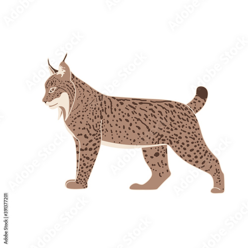 Isolated Pyrenean lynx in flat style on white background. Endangered species. Stoke vector illustration.