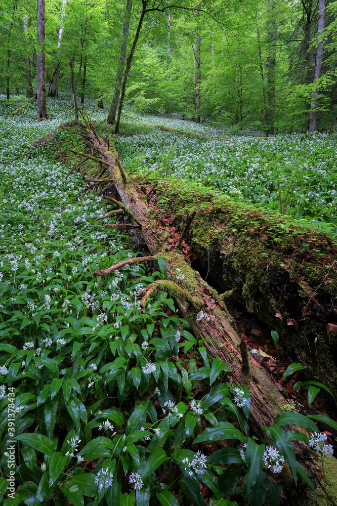 Obraz premium Im Bärlauchwald - Schweiz