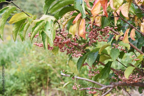 Japanese spindle tree (Euonymus hamiltonianus) berries   photo