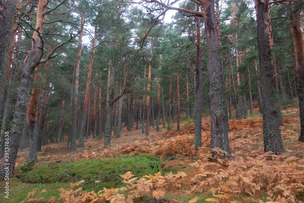 Obraz premium forest