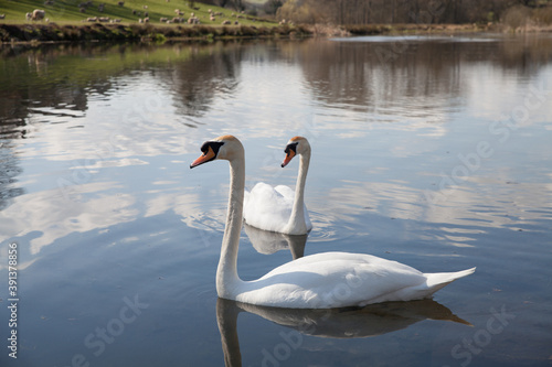 Fototapeta Naklejka Na Ścianę i Meble -  Two adult swans gracefully reflected in a lake in the cotswolds