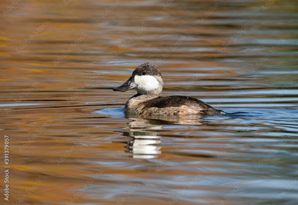 A Ruddy Duck in non breeding plumage blends in nicely in a lake with Fall coloring in the month of October. A Ruddy Duck in non breeding plumage blends in nicely in a lake with Fall coloring in the month of October.